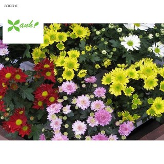 Hạt giống Cúc Đà Lạt (100 hạt)