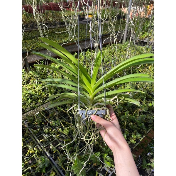 Lan Vanda màu tím blue chậu 1 cây trưởng thành