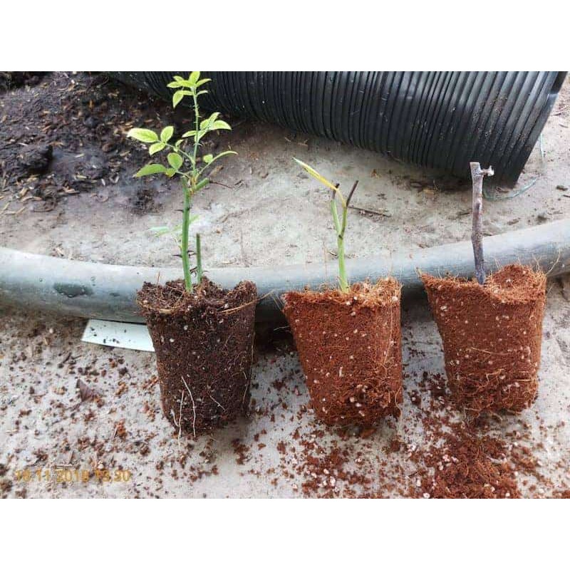 COMBO phân bón phục hồi cho Hoa Hồng, Hoa Kiểng Green Grow Organic, giúp cây nhanh chóng phục hồi MS127