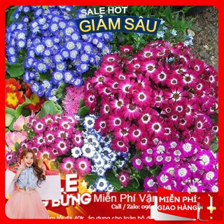 Hạt giống hoa vân anh - 50 hạt / gói