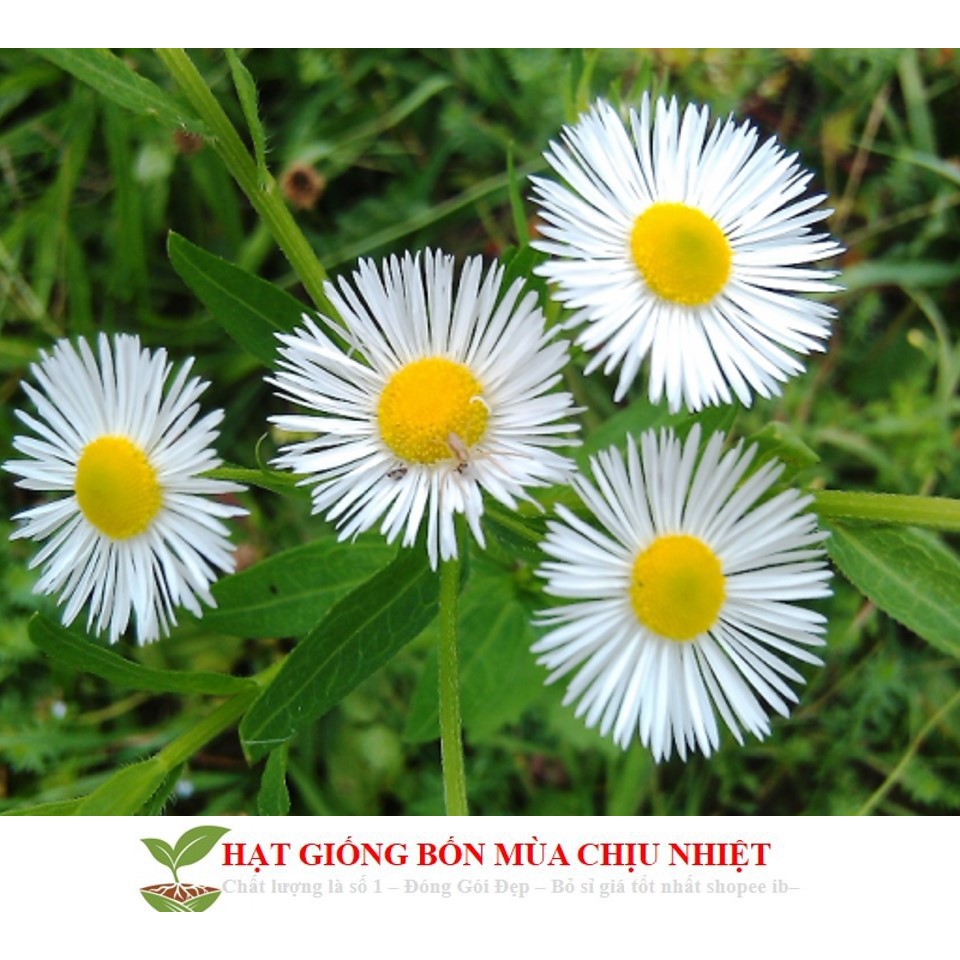 Hạt Giống Hoa Thạch Thảo Lùn Mix 50 Hạt ĐẾN MÙA TRỒNG TẾT luckyseed hạt siêu rẻ