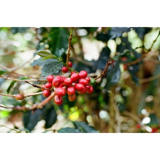 Cà phê hạt rang mộc Premium Robusta