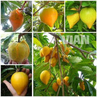 CÂY TRỨNG GÀ