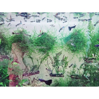 Rêu java thủy sinh