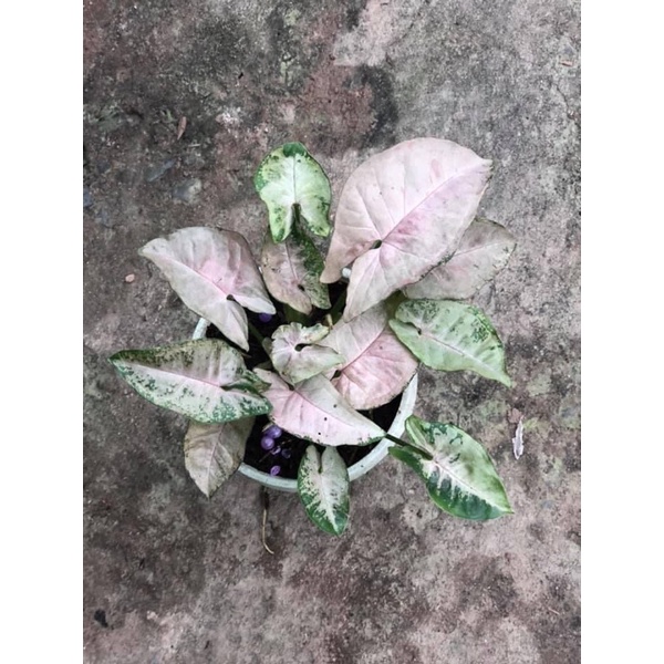 Cây giống trầu bà Hồng