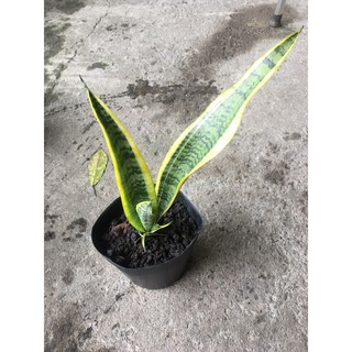 [Hỏa tốc 3H] Cây lưỡi hổ sọc vàng