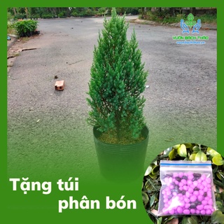 Cây sơn tùng - Cây thông noel thật - cây tùng noel cao 50-70cm tặng phân bón