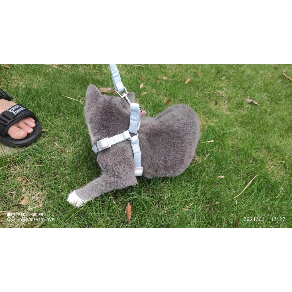 Dây dắt thú cưng đi dạo có thể điều chỉnh tiện lợi