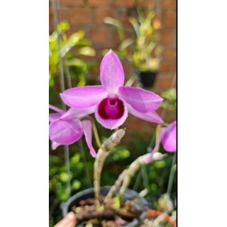 Cây giống hoa lan Trầm Cửu Long