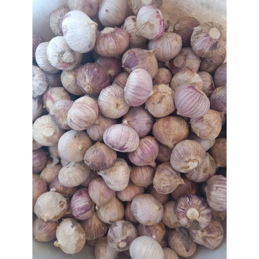 Tỏi cô đơn loại 2 sạch đẹp 1kg (đường kính khoảng 3cm)