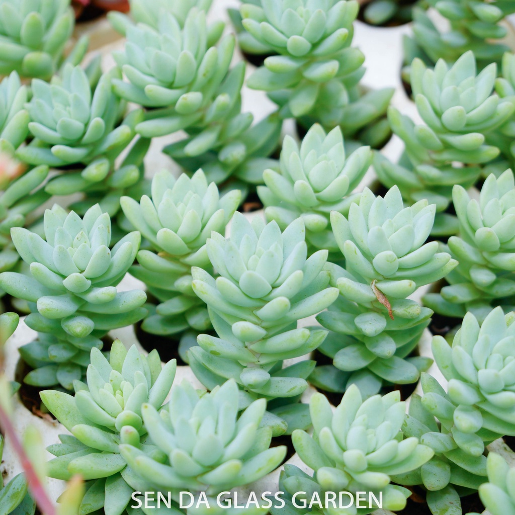Sen đá chuỗi ngọc lam size GLASS GARDEN mini 3-4cm, sen đá mini Đà Lạt