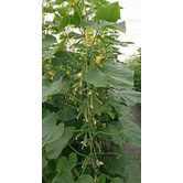 Hạt giống dưa leo siêu trái - dưa chuột gói 30 hạt