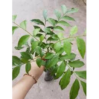 combo 2 cây móc mật cao trên 50cm