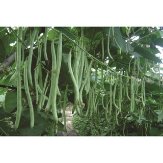 20GR - HẠT GIỐNG ĐẬU COVE LEO XANH