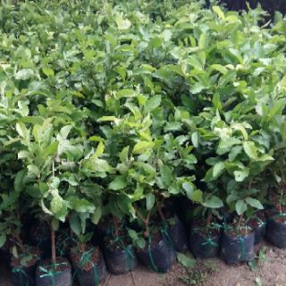 Cây giống ổi không hạt