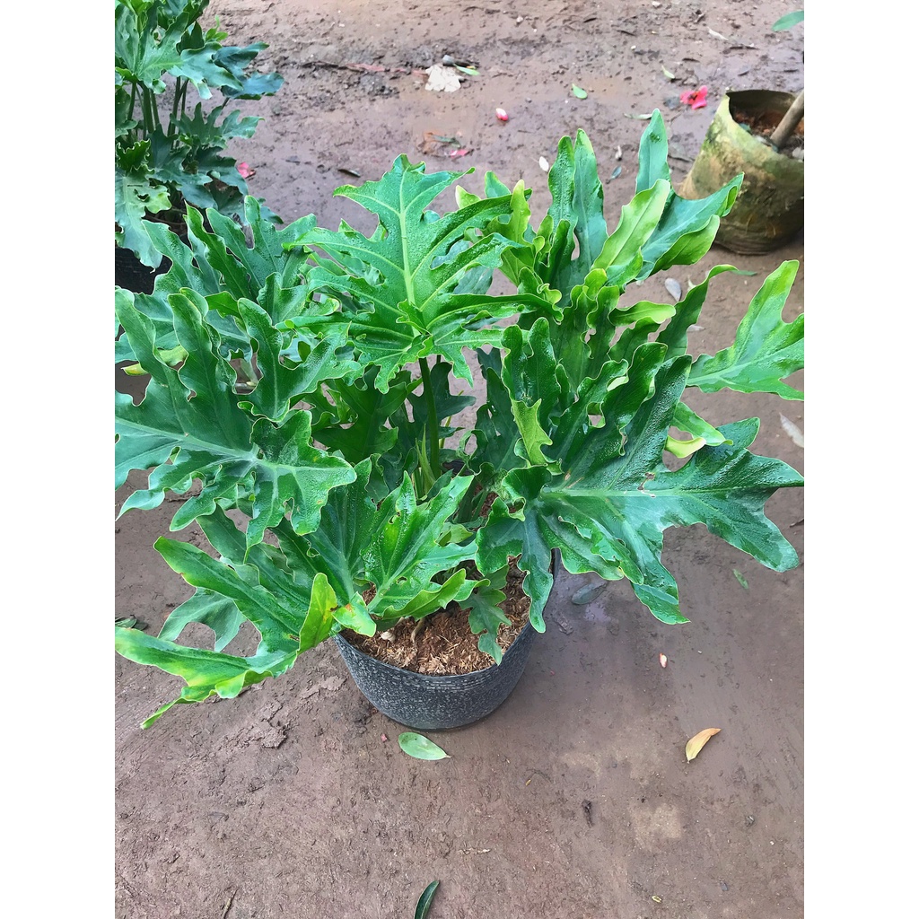 Cây trầu bà lá xẻ, trầu bà thanh xuân cao 50cm xanh bóng tươi tốt, cây trang trí nội thất, sân vườn