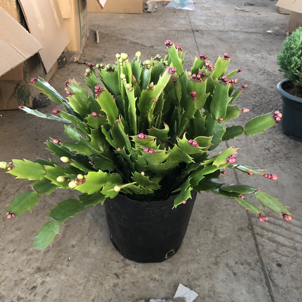 Cây lan càng cua, Cao 20cm bụi cực to đẹp nhiều nhánh sai nụ đẹp mắt dễ chăm sóc, thích hợp trang trí nội thất