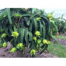 Sản phẩm Cây Thanh Long Tổ Yến Ecuador Vỏ Vàng Cực Ngọt  - Hàng chuẩn F1 + Tặng  phân hữu cơ cao cấp