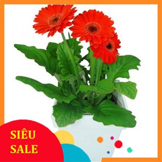 10 Hạt giống Đồng tiền (tặng gói Kích nẩy mầm và Hướng dẫn)