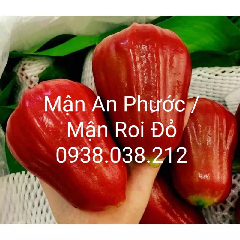 CÂY MẬN AN PHƯỚC