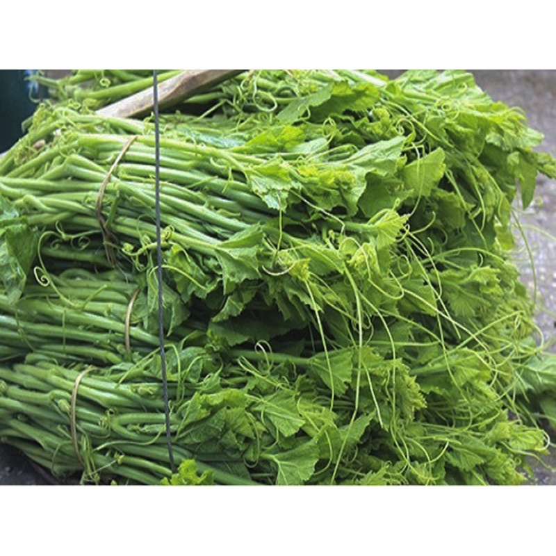 Hạt giống bí siêu ngọn giòn ngọt - rau củ quả trồng tại nhà, sân vườn ban công tỉ lệ nảy mầm cao 20gr RADO 099