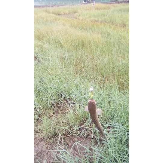 Mồi câu cá giả chuyên câu lóc chính hãng spiner Thái Lan HKN Fishing