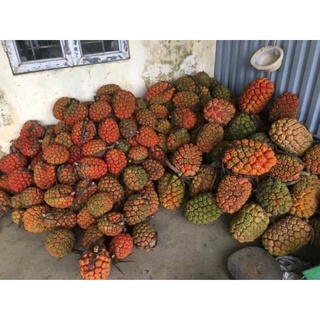 1Kg quả Dứa dại