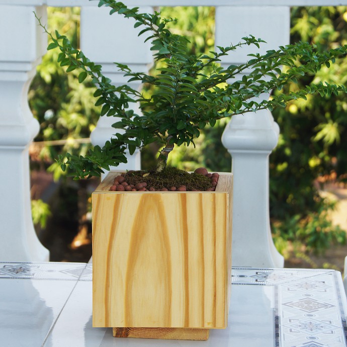 Chậu gỗ trồng hoa, chậu gỗ để đồ đa năng gỗ thông tự nhiên ( hàng kỹ như hình )