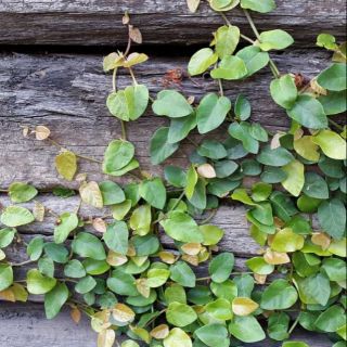 Cây 🌲 thằn lằn ♌ leo tường