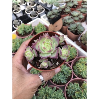 Sen đá Dù viền tím