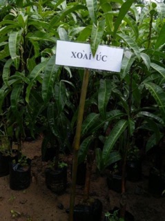 Cây xoài úc