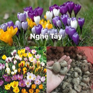 Củ giống hoa nghệ tây - set 10 củ