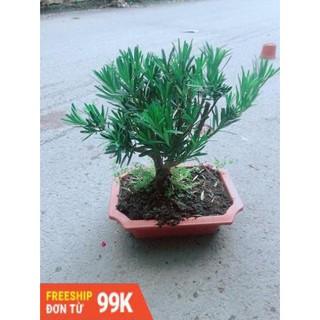 Chậu Tùng Vạn Niên Size Lớn