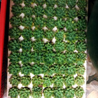 Sen đá vỉ 7k