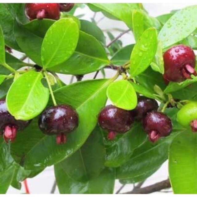 Cây cherry brazil chịu nhiệt size trung cao 50-60 cm (Ảnh thật)