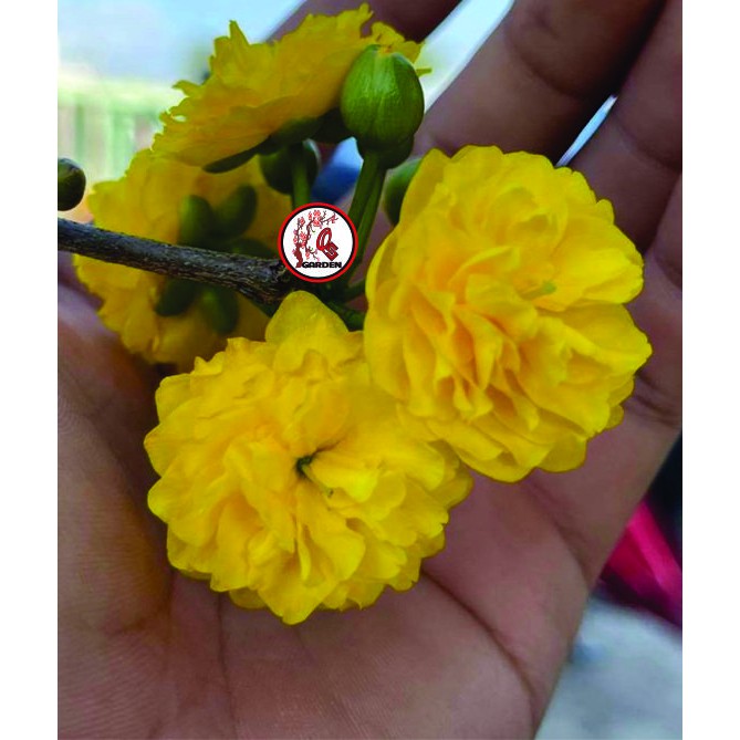 Hoa mai Cúc Quý Phi_ cây ghép chuẩn