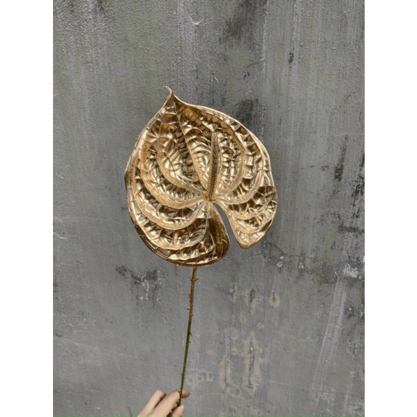 Lá hồng môn giả