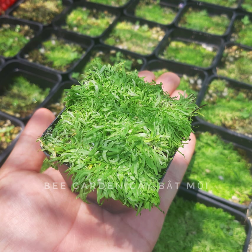 Cỏ giấy thủy sinh, bán cạn, hoa tím, Utricularia graminifolia dùng để trải nền