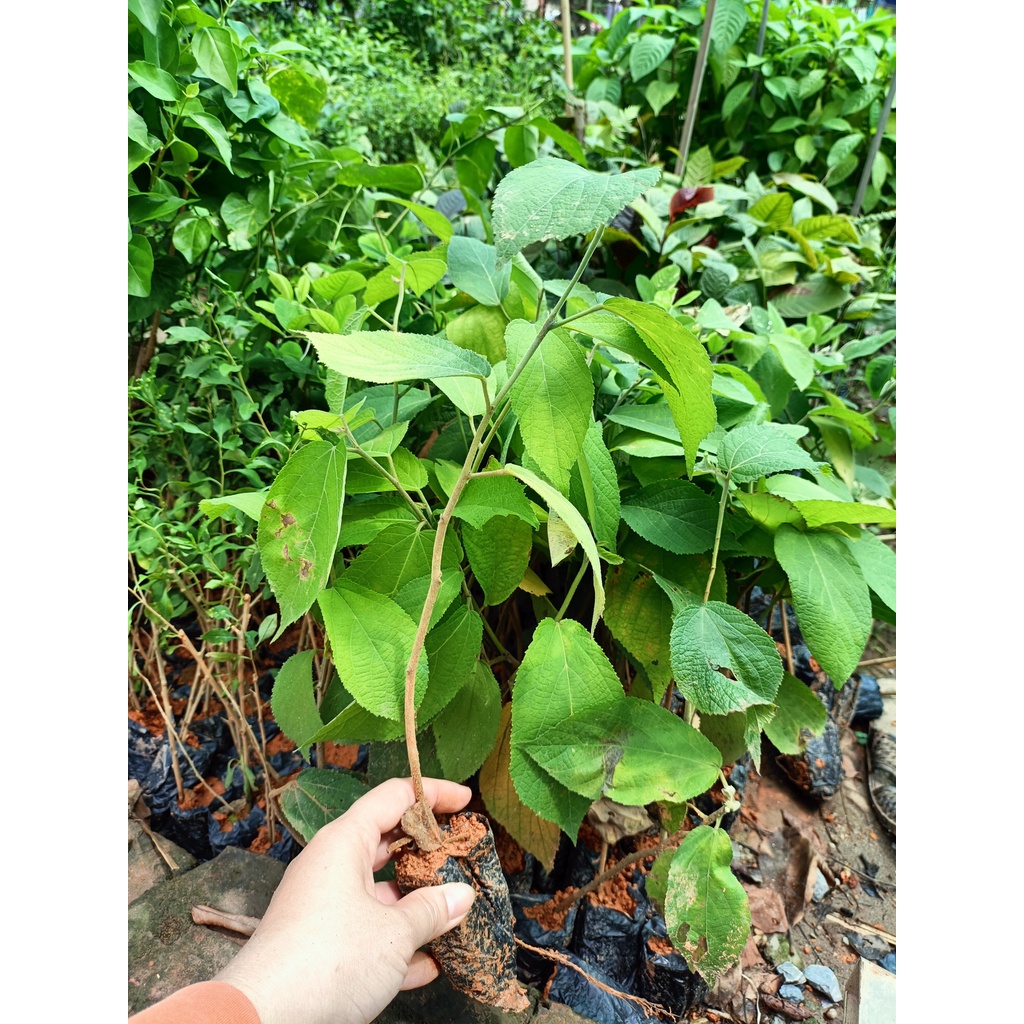 Cây giống an xoa tím