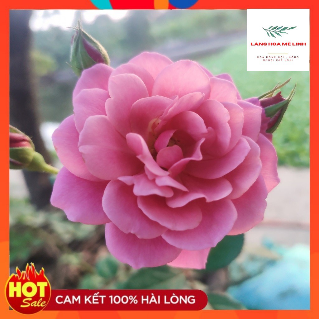 Hoa Hồng Ngoại Aoi Rose [MÀU TÍM ] Cuốn hút-  Bạn sẽ mê mẩn khi ngắm loài hoa này.