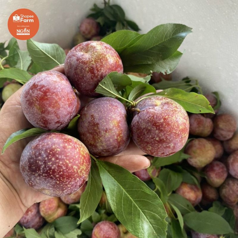 Sale 5kg mận hậu sơn la | BigBuy360 - bigbuy360.vn