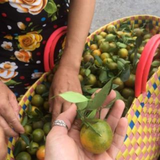 🍋TẮC XÍ MUỘI ngâm đường thốt nốt-900g