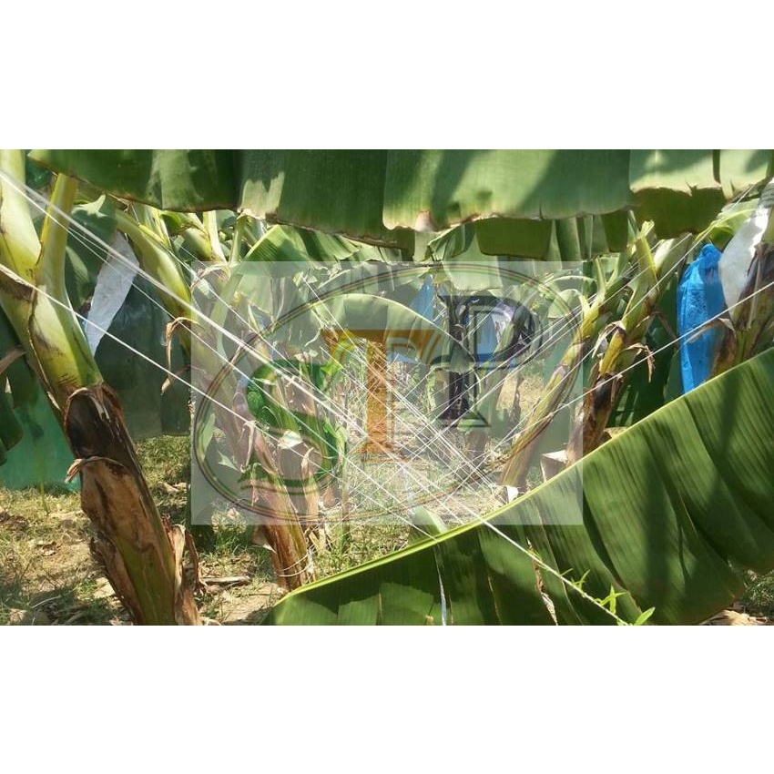 2 cuộn Sợi cột chuối chằng chuối buộc chuối 4kg SOTIPHA neo cây dây cột chuối chống đỡ cây chuối lúc cây trổ buồn