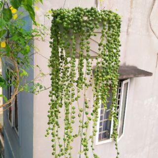 Sen đá giọt nước
