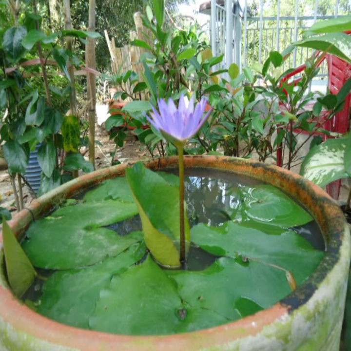 Gói  05 Hạt Giống Hoa Súng Mini Thái Lan( 5 hạt -5 màu)