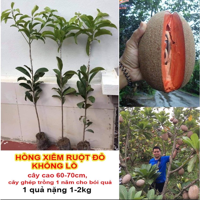 CÂY GIỐNG HỒNG XIÊM RUỘT ĐỎ KHỔNG LỒ