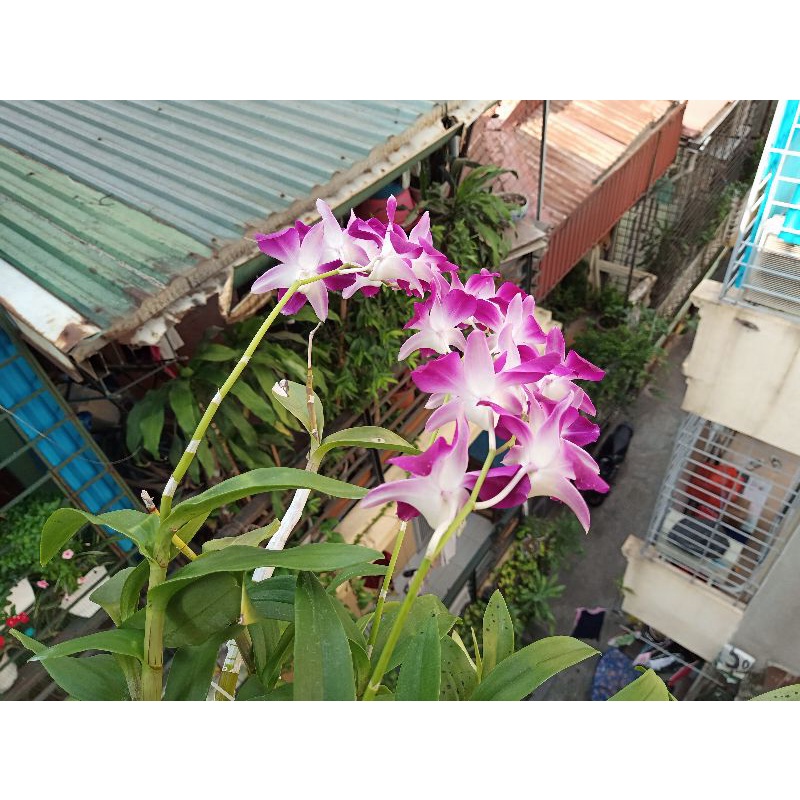 Cây hoa lan ghép vỏ dừa