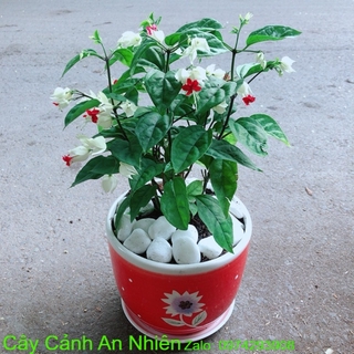 Chậu cây hoa ngọc nữ
