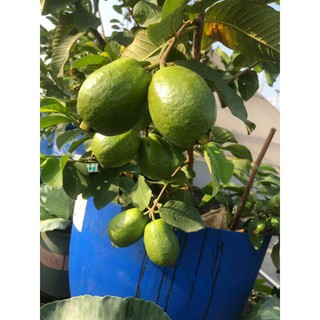 Cây 🌲 Ổi Đài Loan Lê ( cây to ... đang trái)