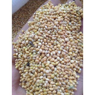 1kg hạt Kê Bóng Vàng